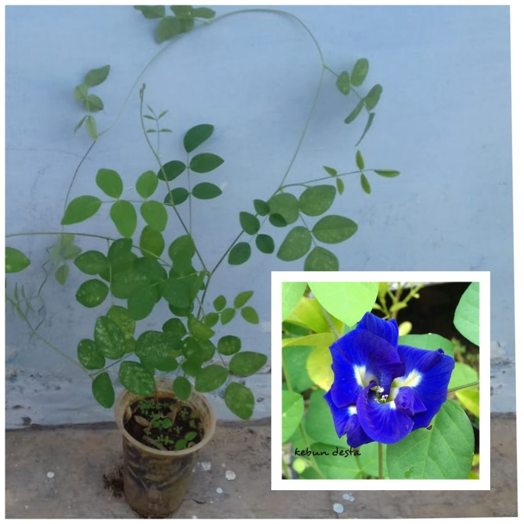 3 bibit bunga telang biru tumpuk