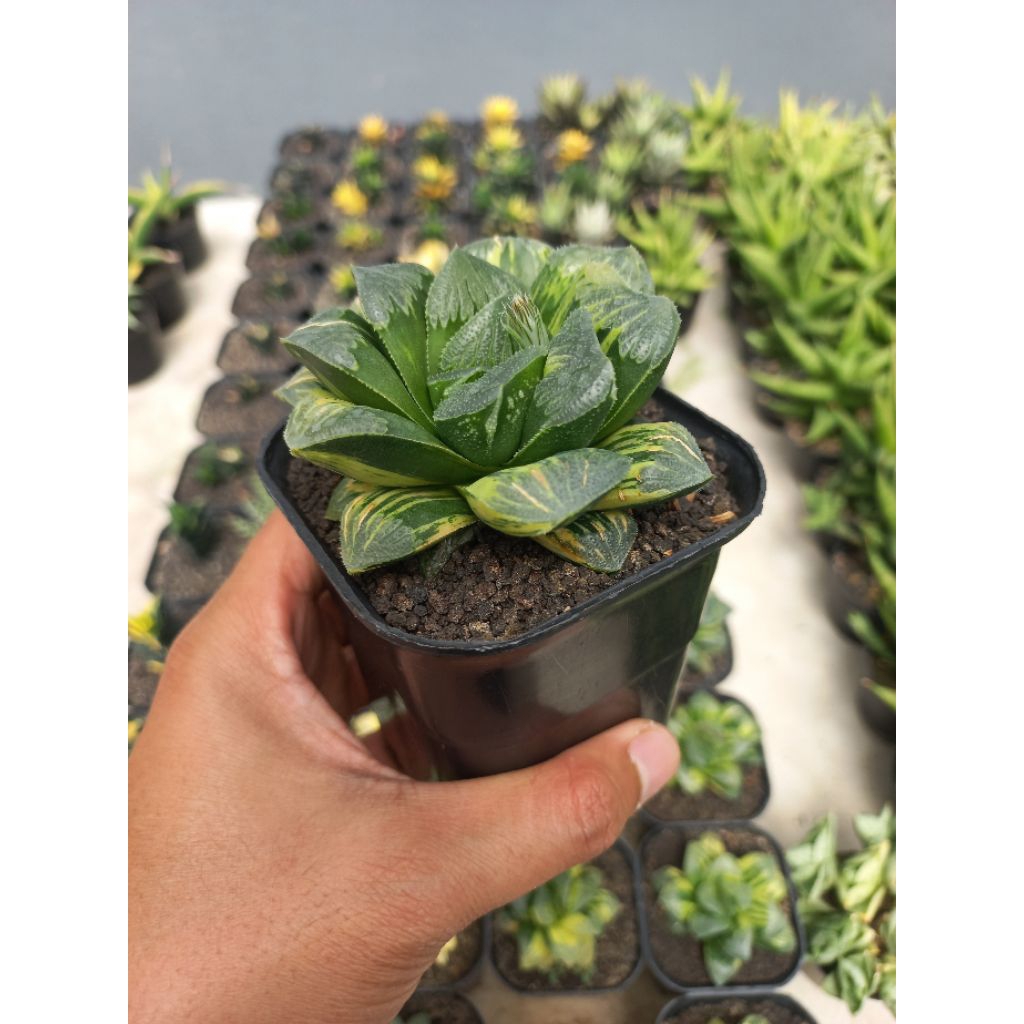 Tanaman hias, haworrhia hybrid, haworthia variegata, sukulen, hiasan, dekorasi, tanaman hobi, hawort