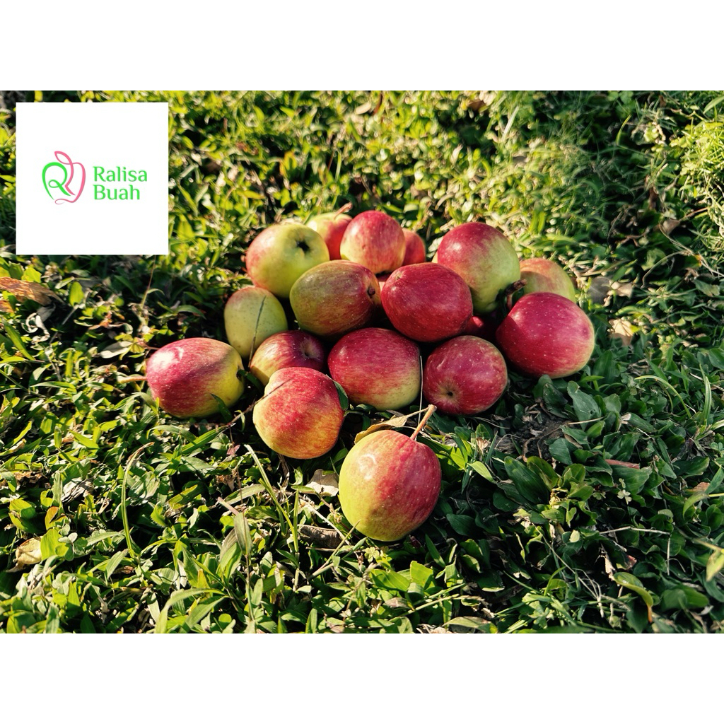 Apel Ana Mini 1kg / Apel Malang/ apel Batu/ Apel fresh / Apel asam manis