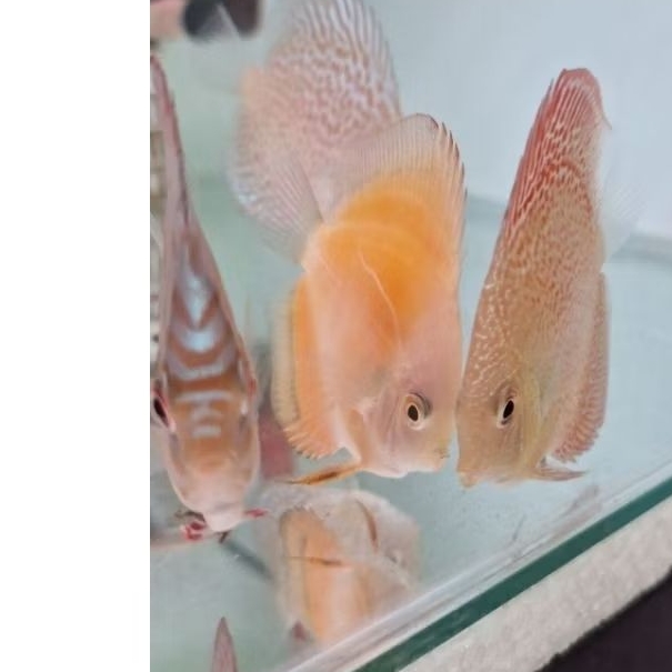 hiasan aquarium discus golden