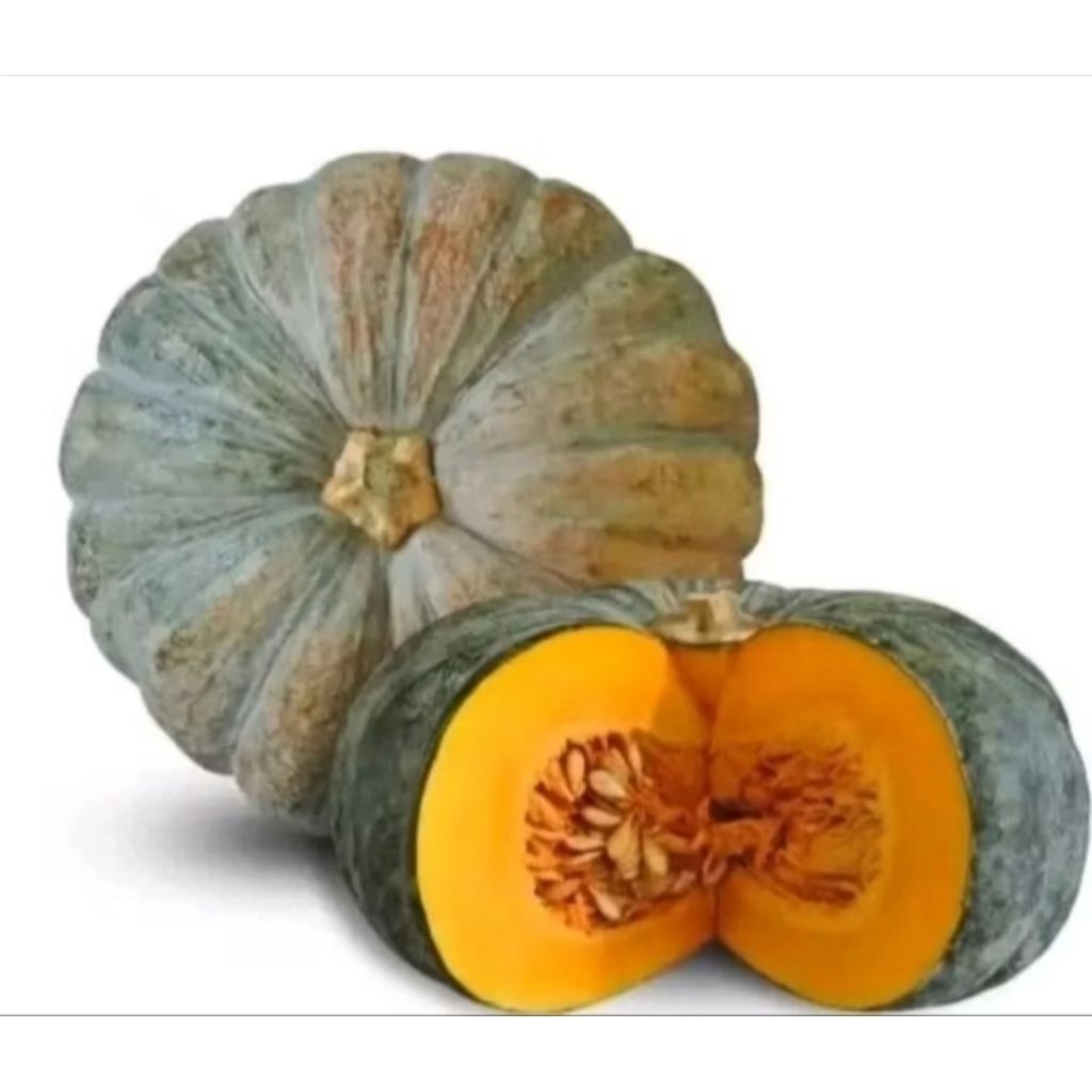 100+++BENIH WALOH/LABU KUNING SUPER MURAH