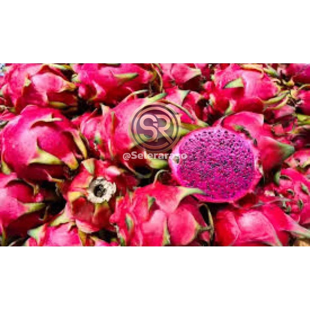 Buah Naga Segar 1kg