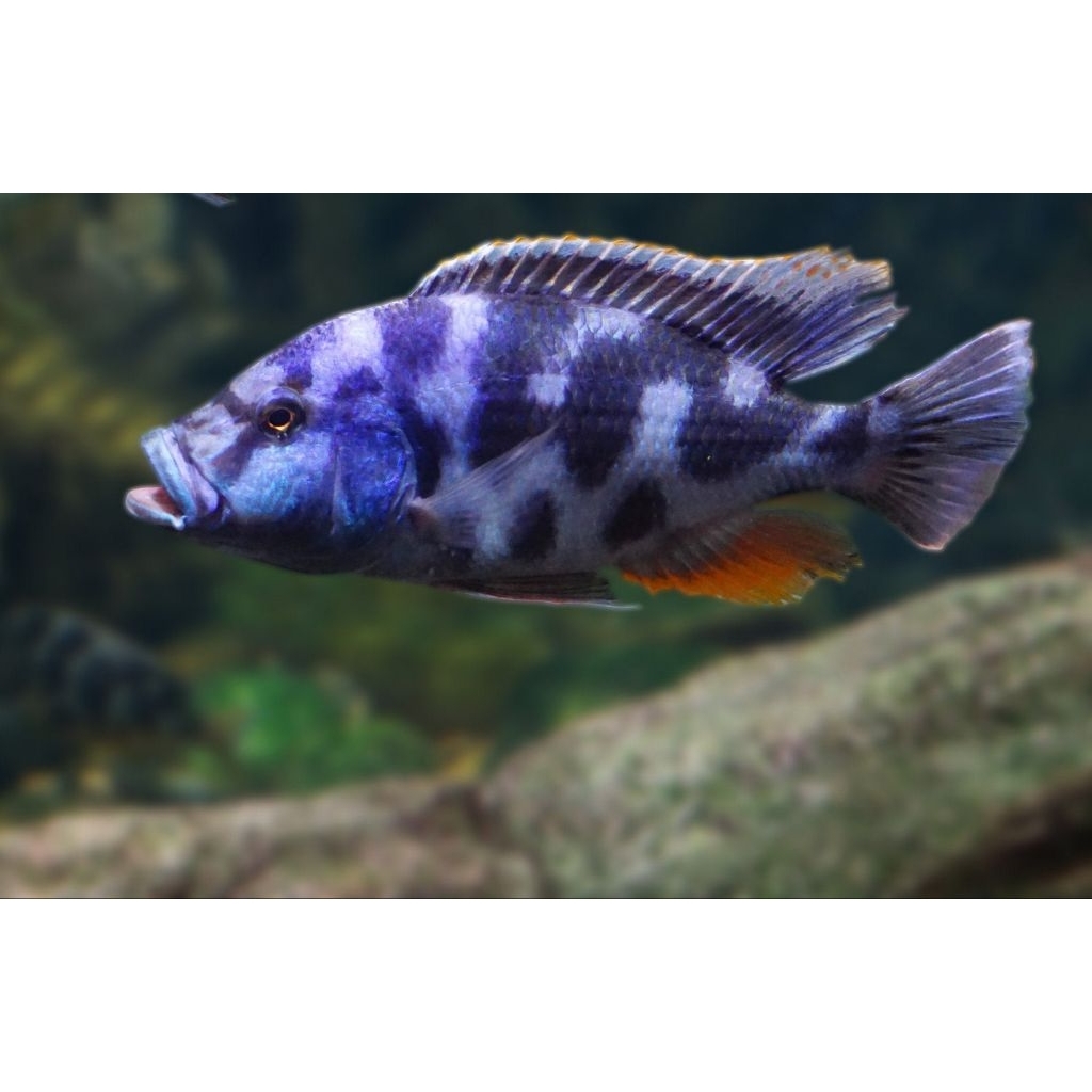 jual cichlid livingstoni 6-7 cm