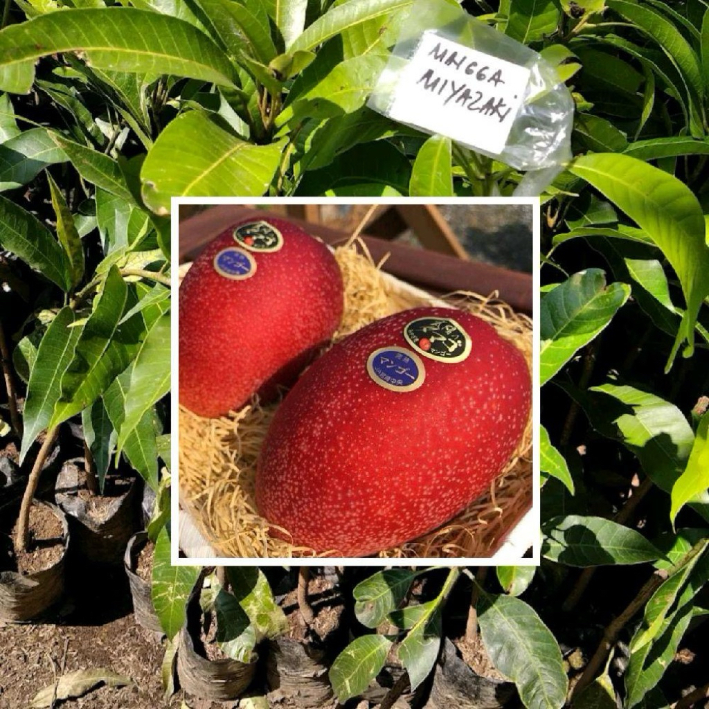 bibit mangga miyazaki import (mangga jepang )