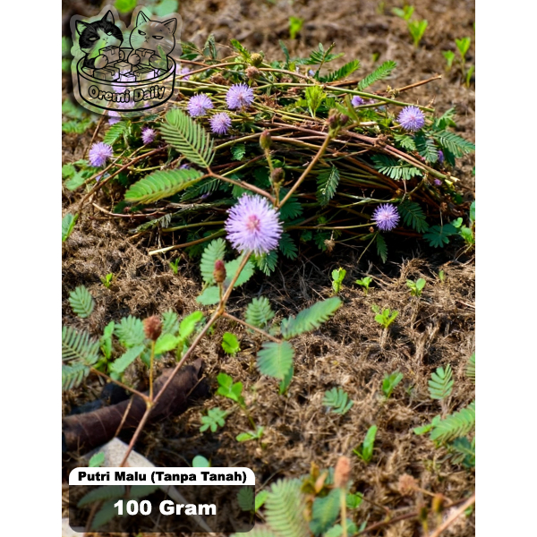 Tanaman Putri Malu 100 gram Obat Herbal (Tanpa Media Tanah)