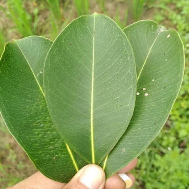 daun duwet/juwet/jamblang