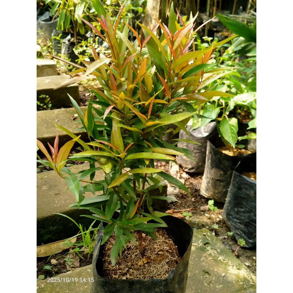 Tanaman hias pucuk merah kecil