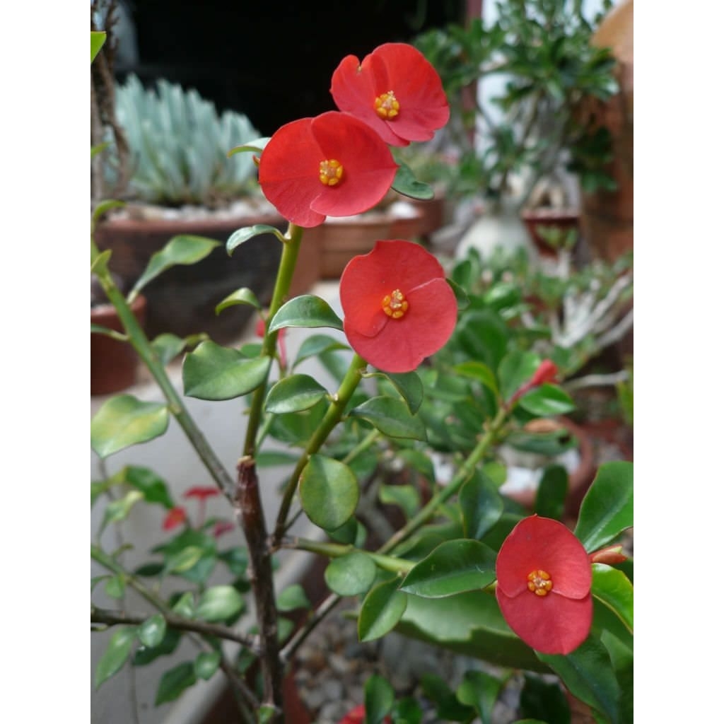 EUPHORBIA tanpa duri (spesies euphorbia geroldi)