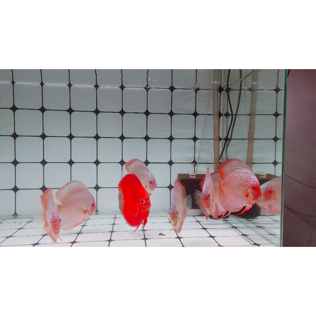 ikan discus blue scorpio & blue cobalt & leopard 5"/5inch