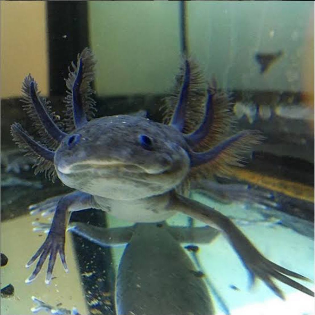 acolotl noid all size