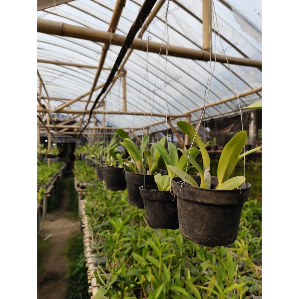 anggrek cattleya siap berbunga