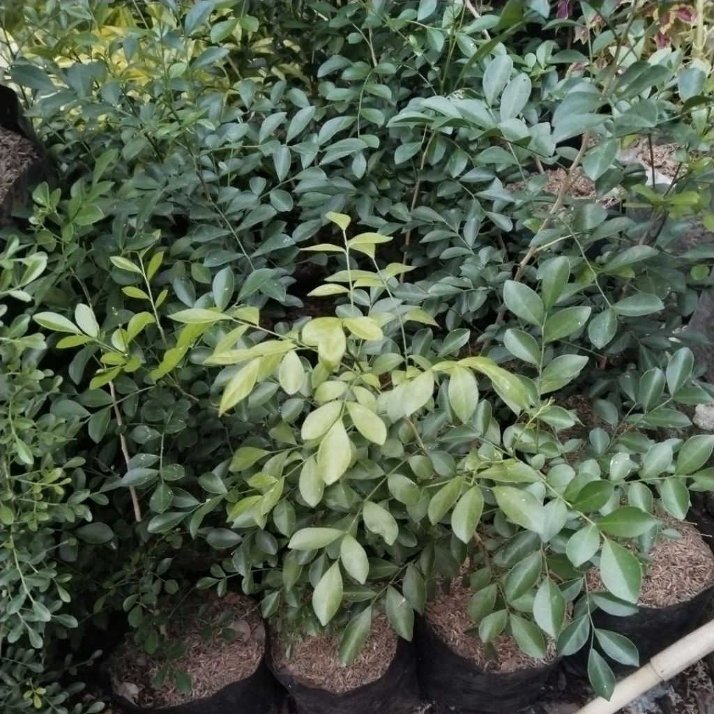 tanaman hias kemuning wangi daun besar