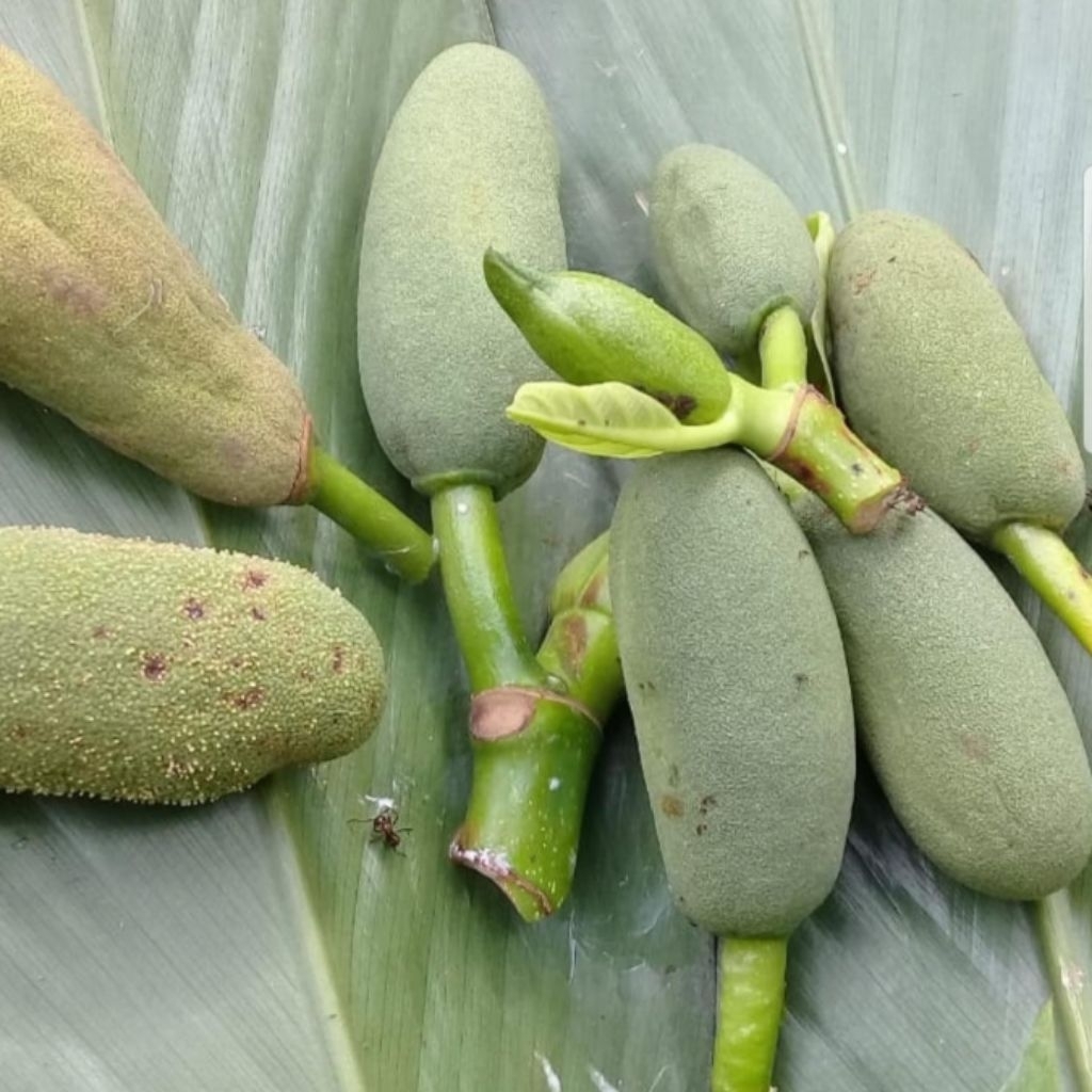 pentil nangka tongtolang nangka 1kg tongtolang nangka nangka muda