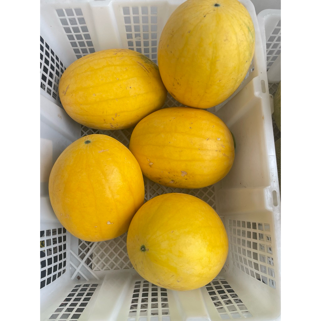 SEMANGKA INUL KUNING