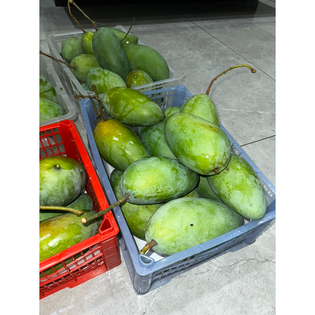 MANGGA KIOJAY THAILAND MENTAH, PETIK BY ORDER,COCOK UNTUK RUJAK