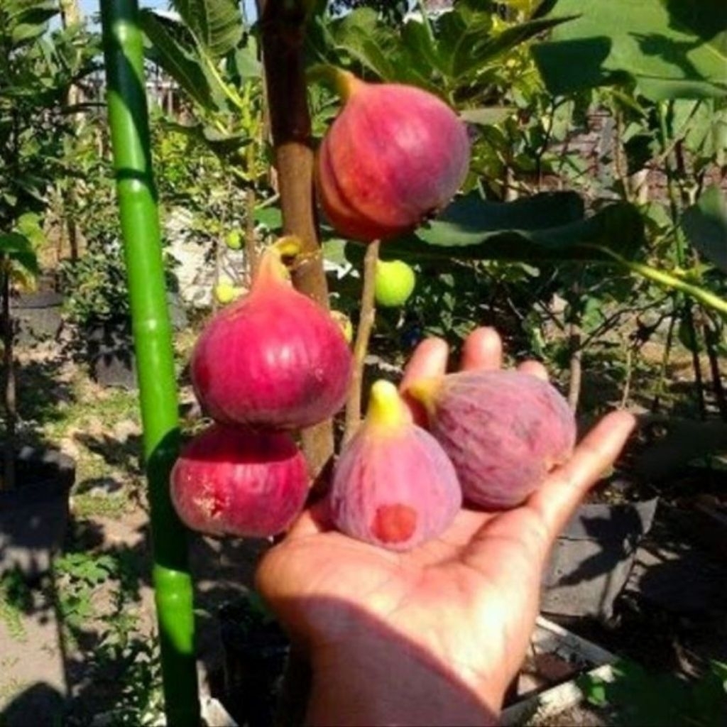 Bibit Buah Tin Merah