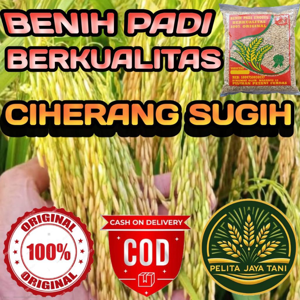 BENIH PADI CIHERANG SUGIH BERKUALITAS ORIGINAL KEMASAN 1KG