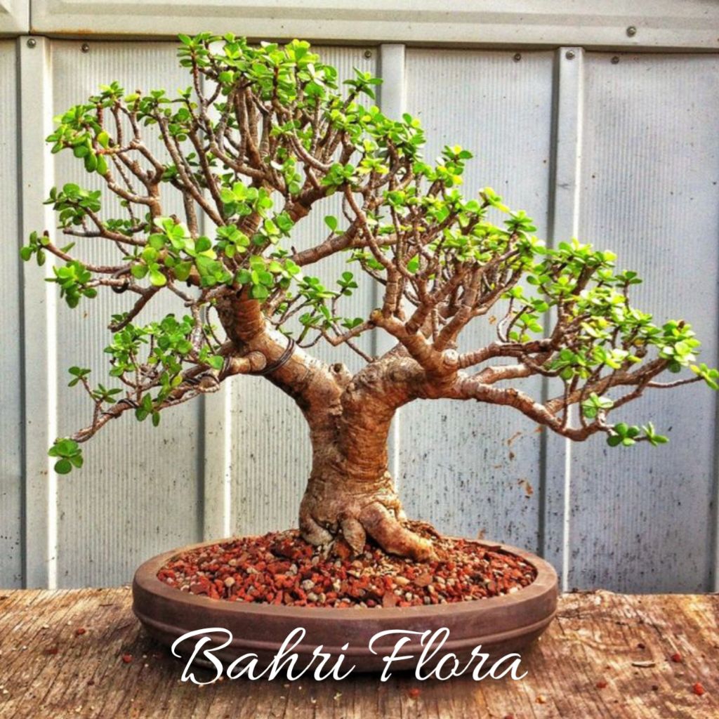Pohon Sancang Bonsai, Bahan Bonsai Pohon Sancang Sudah Berakar Siap Tanam