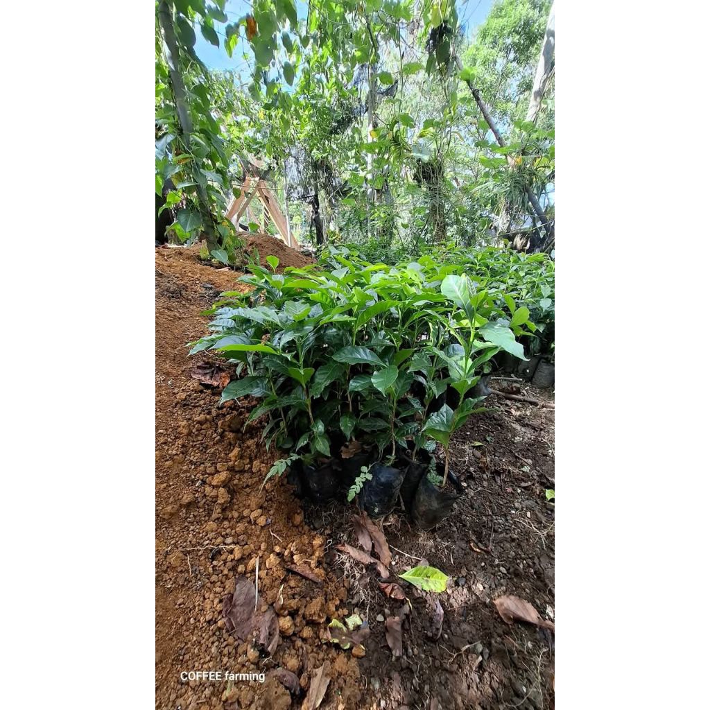 bibit kopi arabika ateng unggul,, perpaket isi 50 bibit