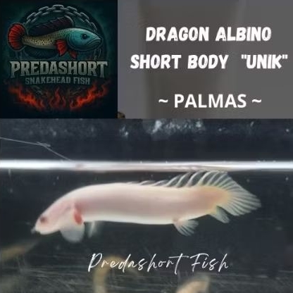 palmas albino "sb unik" size 7-12cm bergaransi