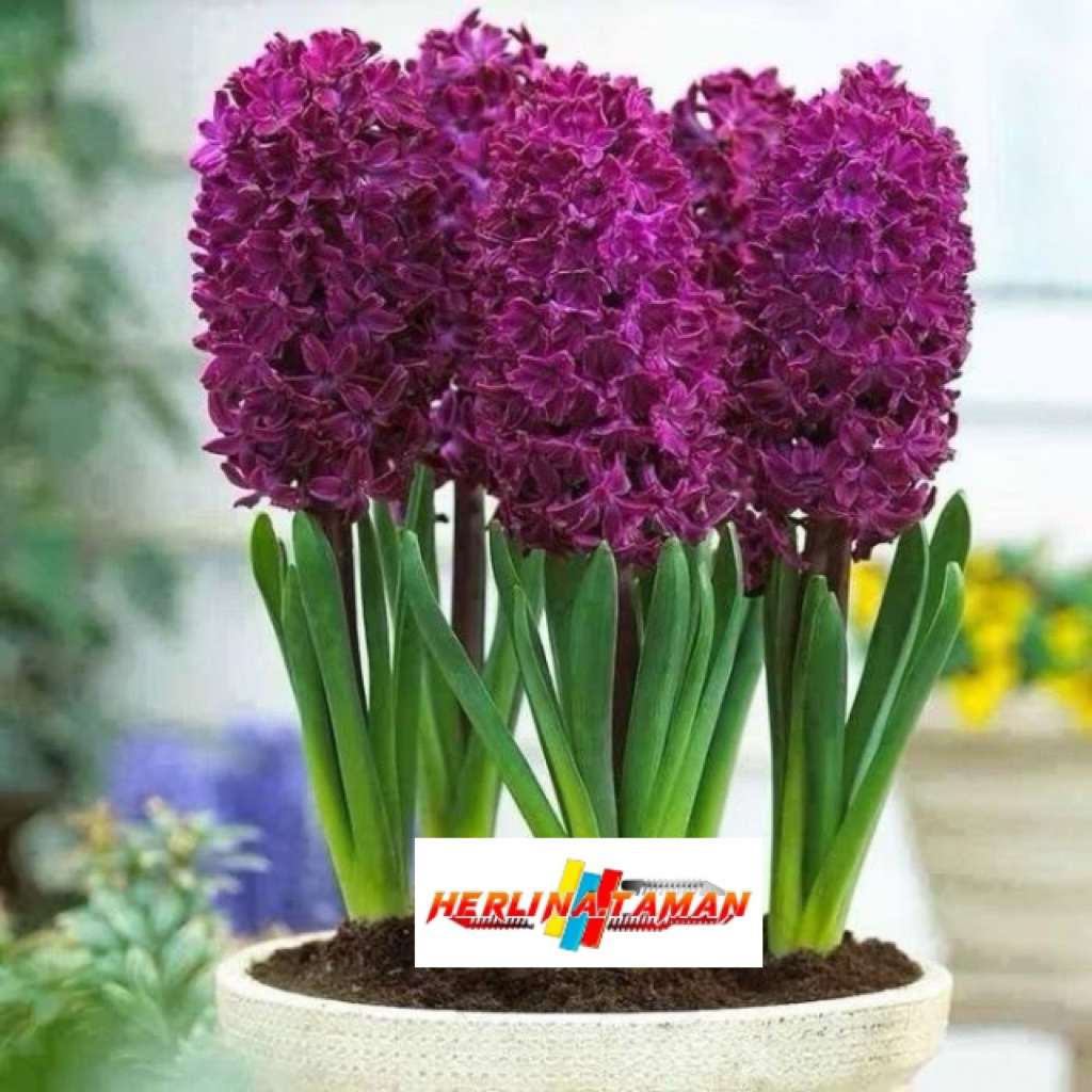 tanaman hias bakung amarilis bunga ungu-bakung amarilis-tanaman hidup