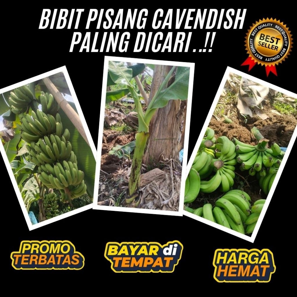 STOK TERBATAS  Bibit Pisang Cavendish Cj40