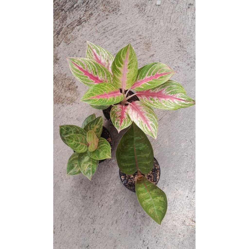 Paket 3 Aglonema 215K = Andini, Rinjani, Kresna black