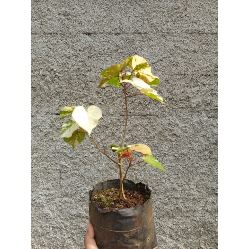 waru varigata bahan bonsai