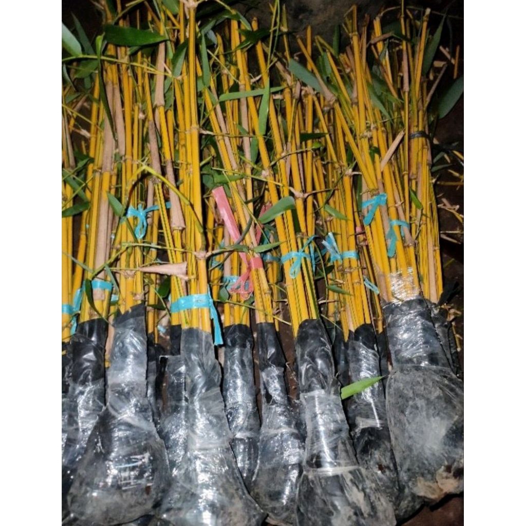 BAMBU KUNING SIAP TANAM