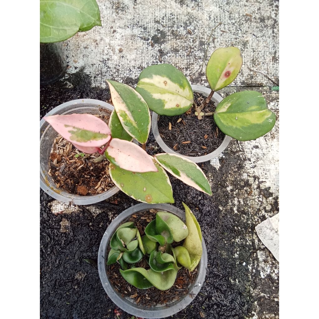 Paket 3 tanaman hias Hoya