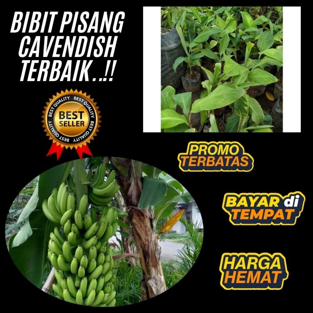 TERBUKTI ASLI  Bibit Pisang Cavendish G9 │ Bibit Pisang Cavendish Harga