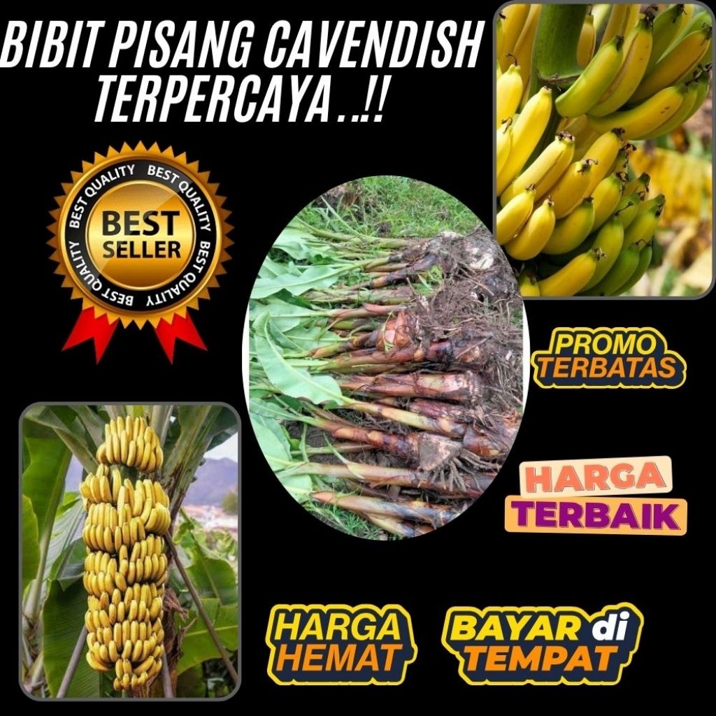 GRATIS ONGKIR !! Benih Pisang Cavendish Asli │ Benih Pisang Cavendish Berbuah