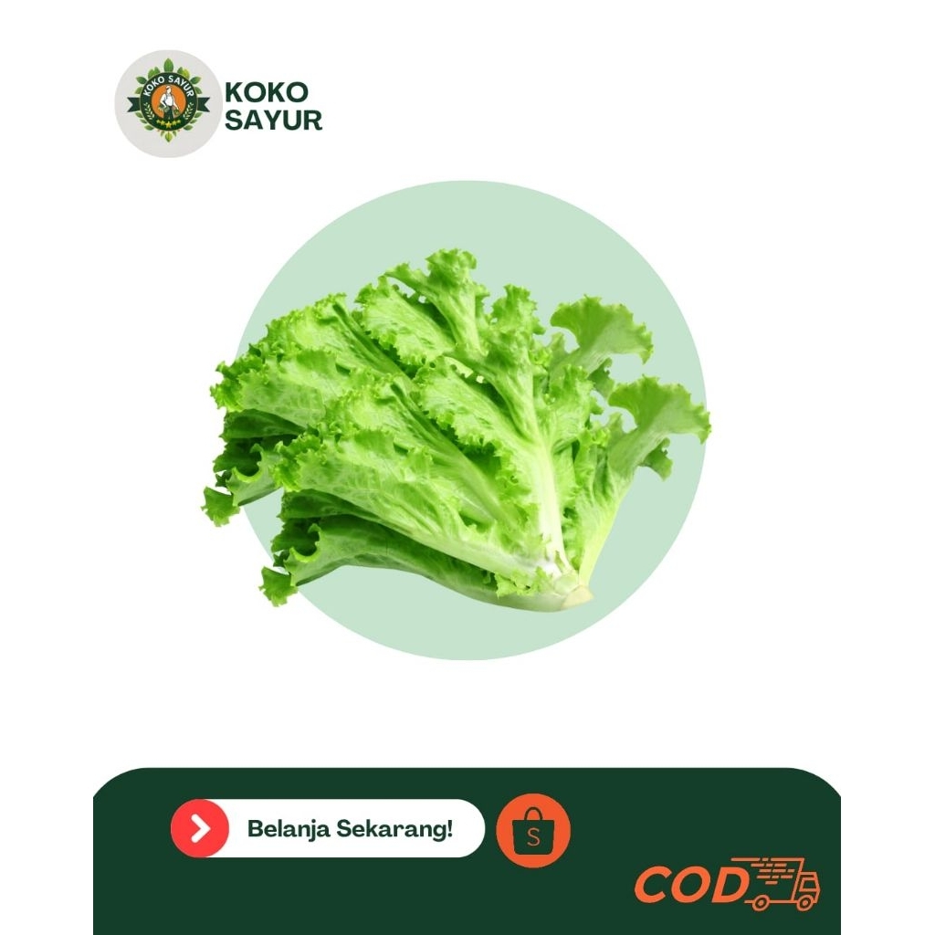 Daun Selada / Selada Romaine Sayur Segar