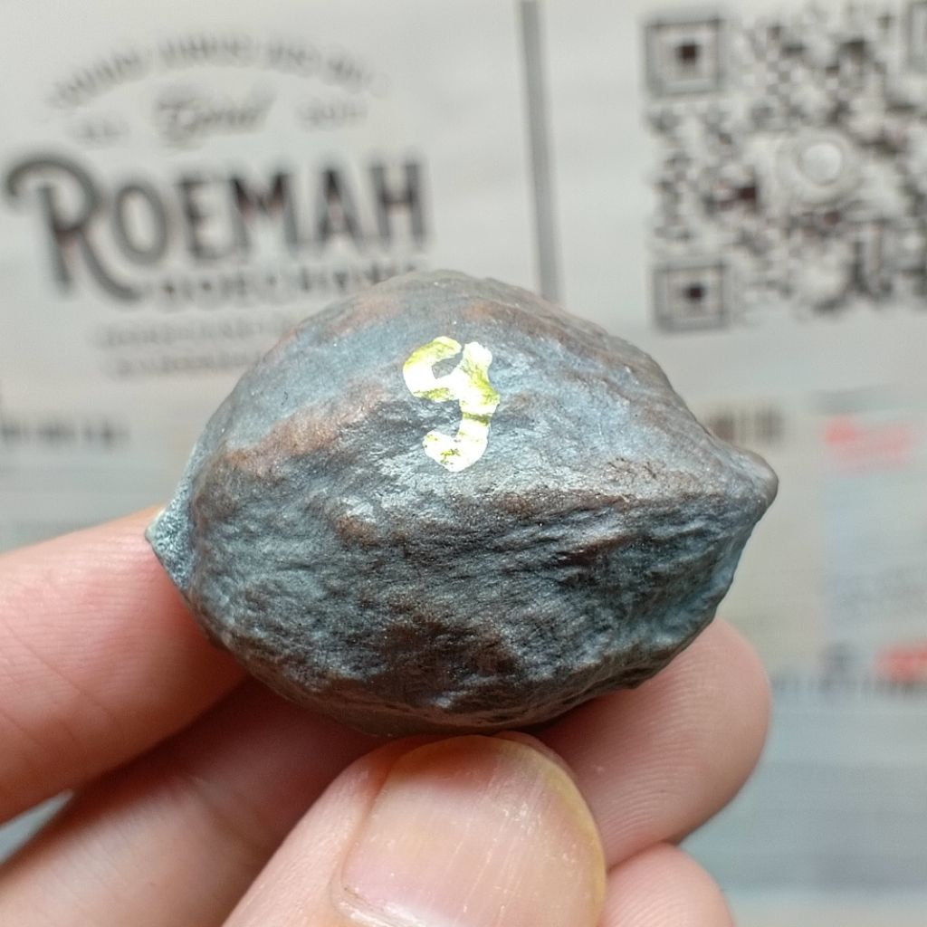 Muncang Adu. Mayit Domba JR kode 9