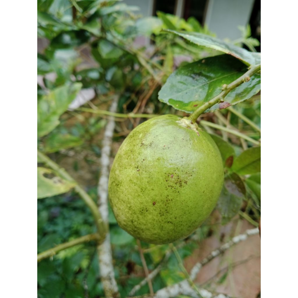 JERUK NIPIS LEMON/1KG