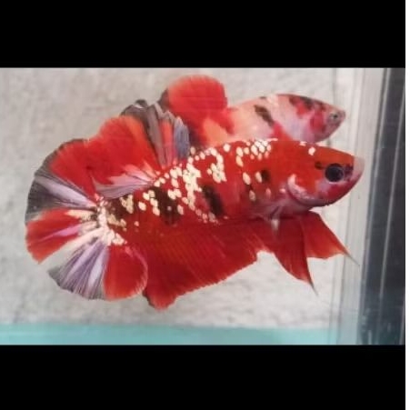 Hiasan aquarium cupang red koi copper