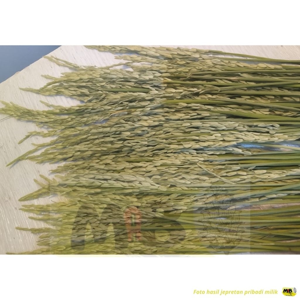 Padi kering/Alang-alang/Bahan dekorasi/Bunga kering/Aksesoris