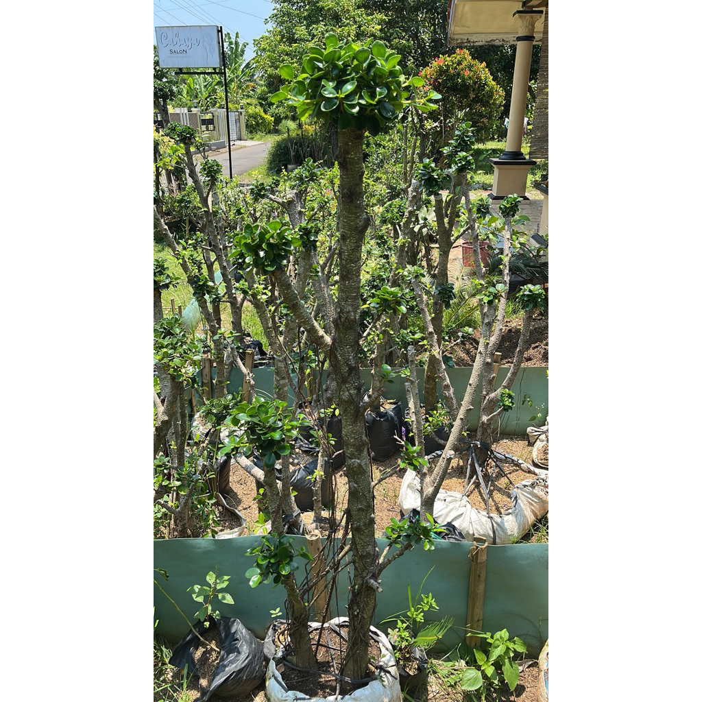 Bonsai Dolar Micro Mangkok