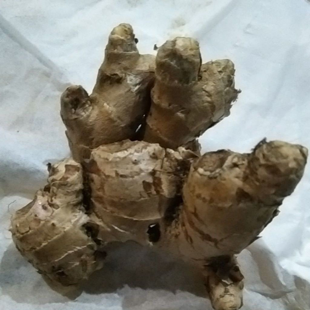 Lempuyang Segar Puyang Fresh