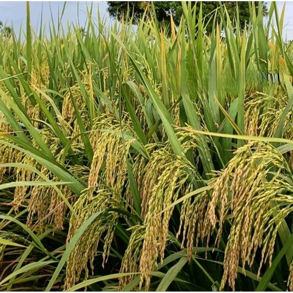 BIBIT PADI DENOK SUPER 1KG