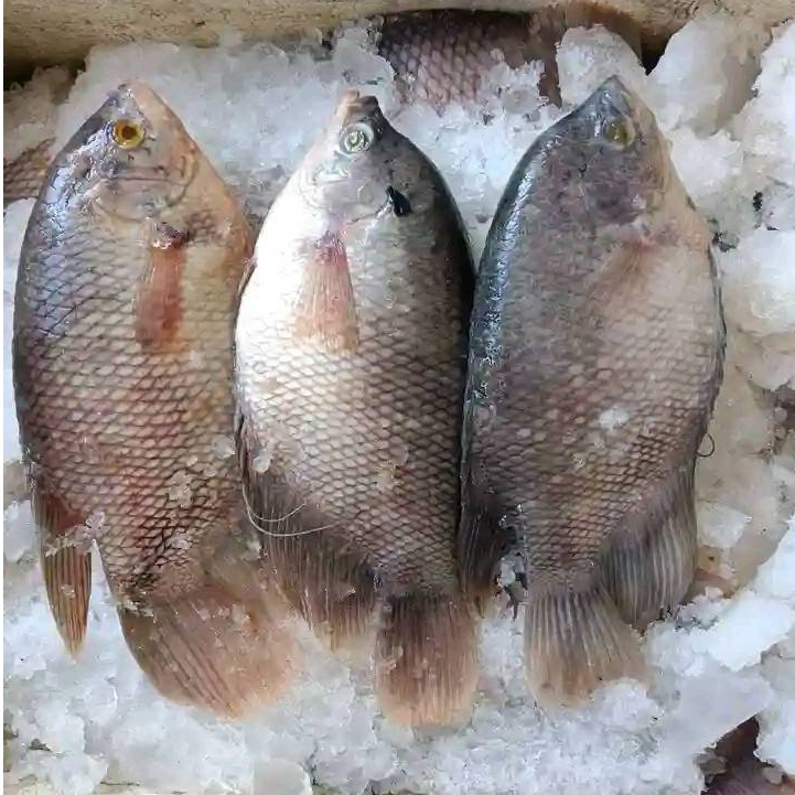 Ikan Gurame 1Kg Ikan Gurame Segar Ikan Gurame Soang Gurami