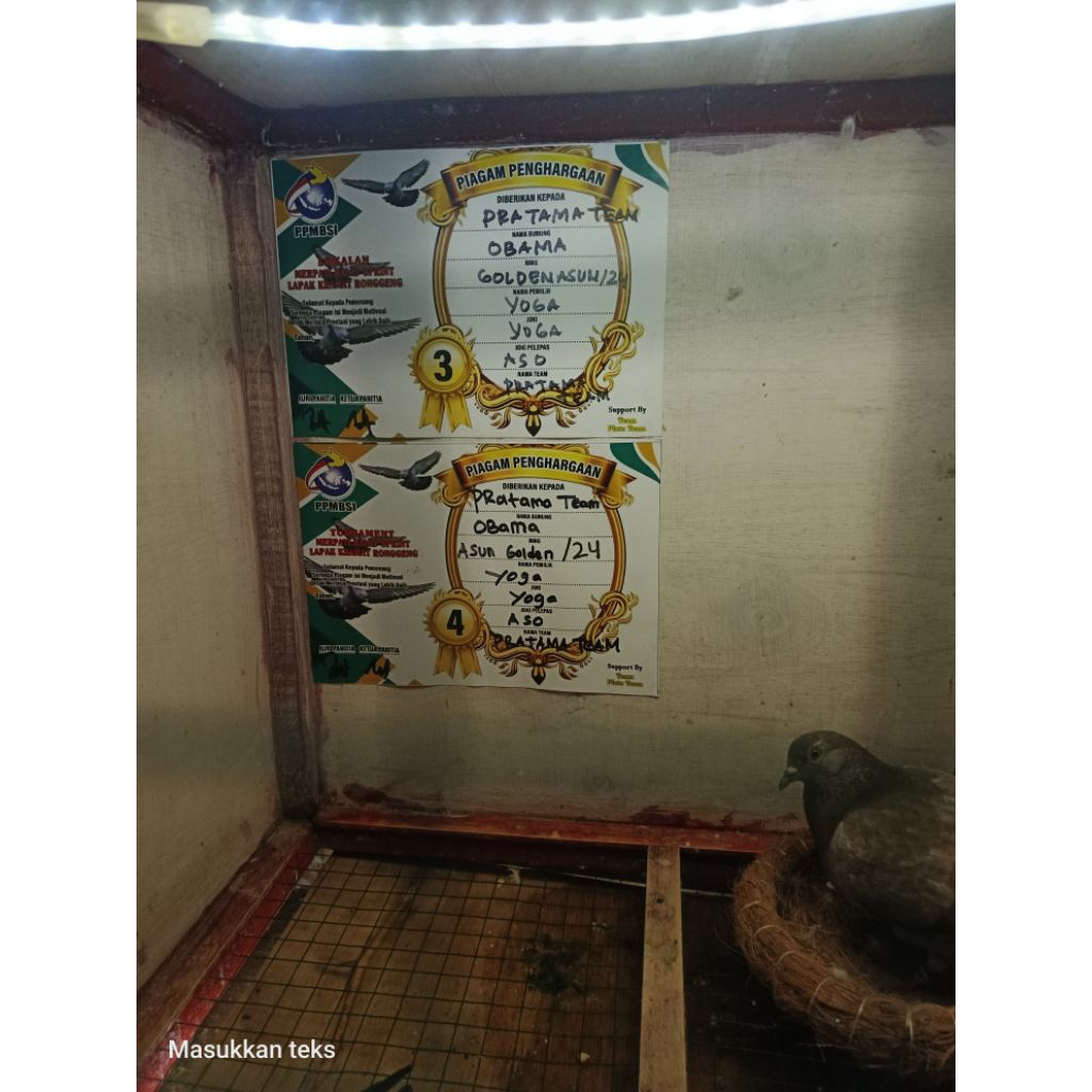 burung merpati balap si24 siap lomba sepasang