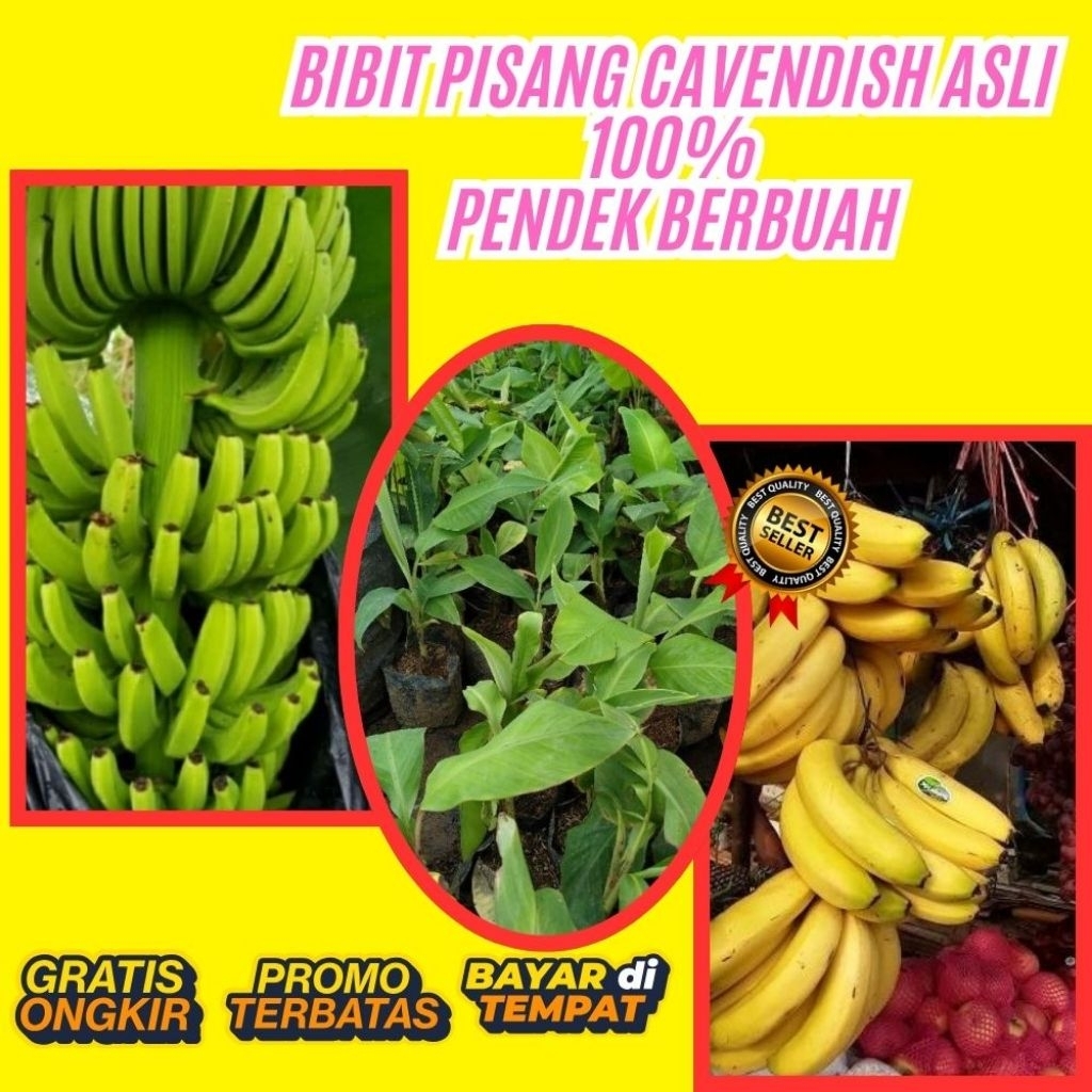 BIBIT BERKUALITAS  Bibit Pisang Cavendish Foto  Bibit Pisang Cavendish G9  Bibit Pisang Cavendish Ha