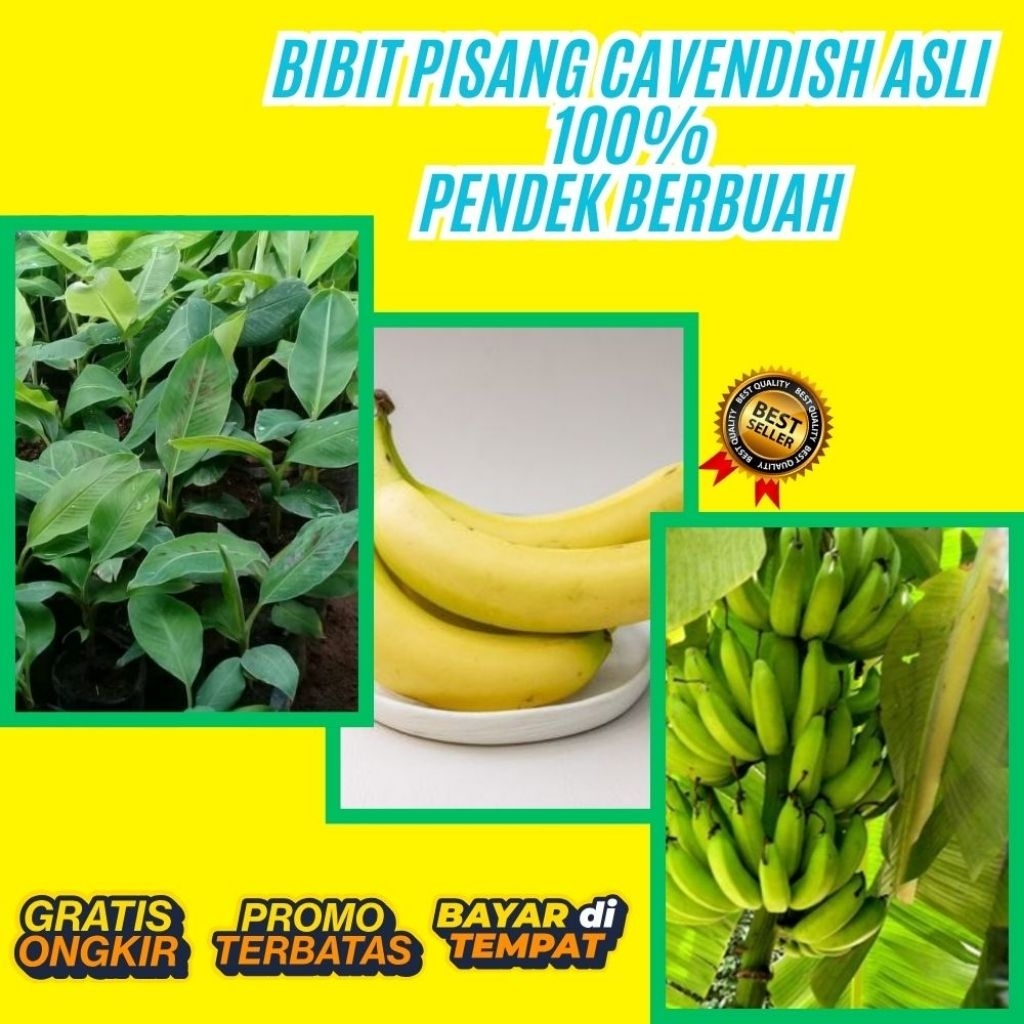 TERJAMIN AMAN  Bibit Pisang Cavendish Pendek  Bibit Pisang Cavendish Sunpride  Bibit Pisang Cavendis
