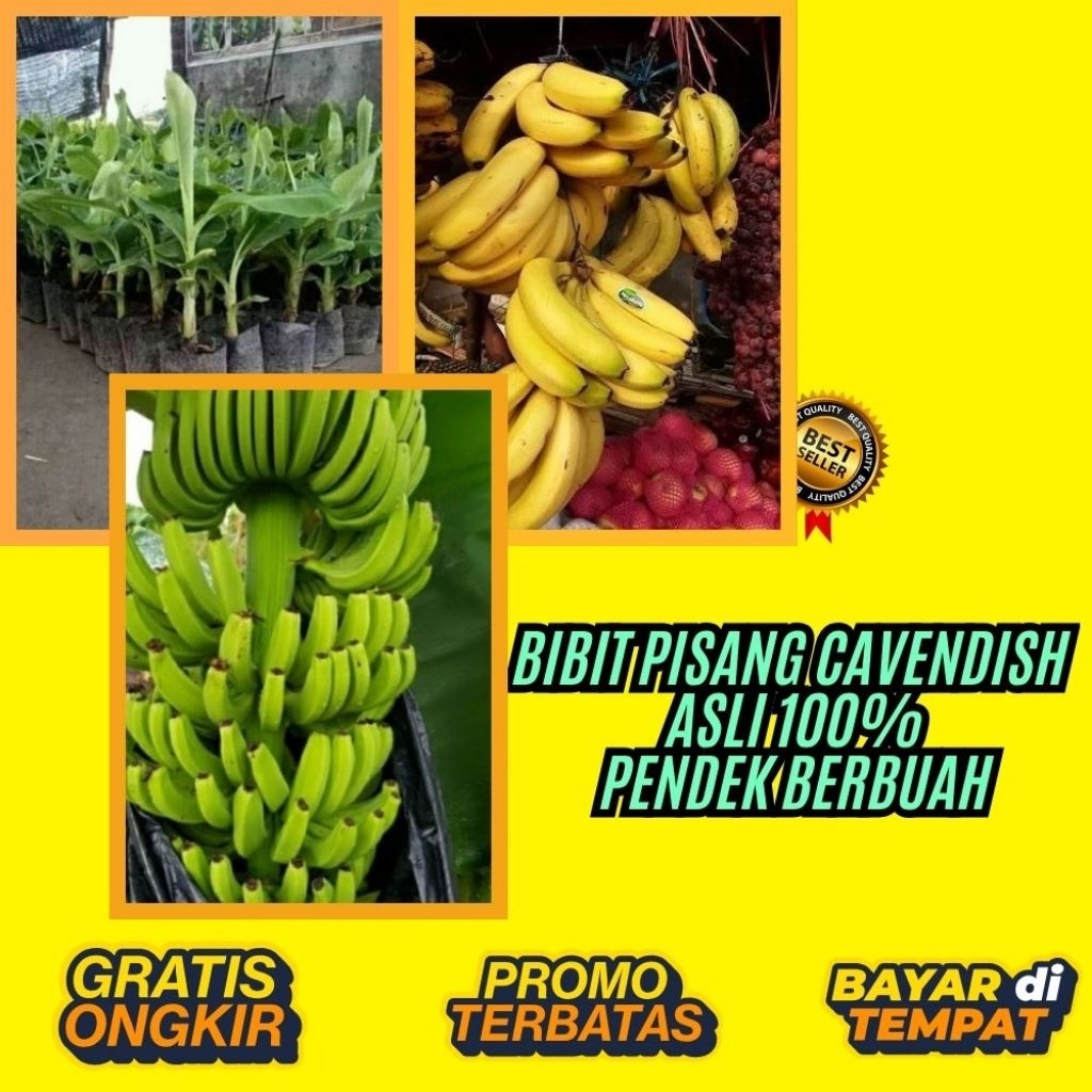 PROMO  Benih Pisang Cavendish Kuning  Benih Pisang Cavendish Mini Benih Pisang Cavendish Pendek