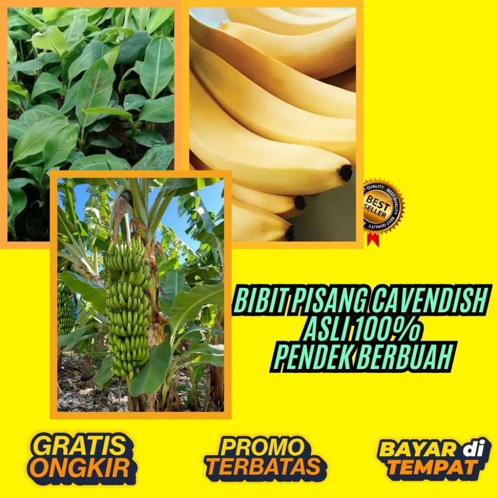 STOK TERBATAS  Benih Pisang Cavendish Mini  Benih Pisang Cavendish Pendek  Benih Pisang Cavendish Su