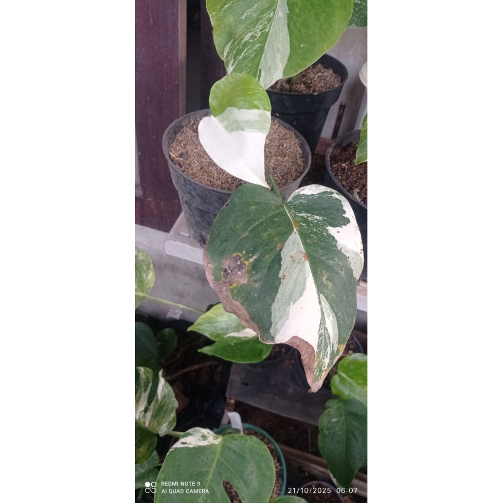 bunga monstera variegata