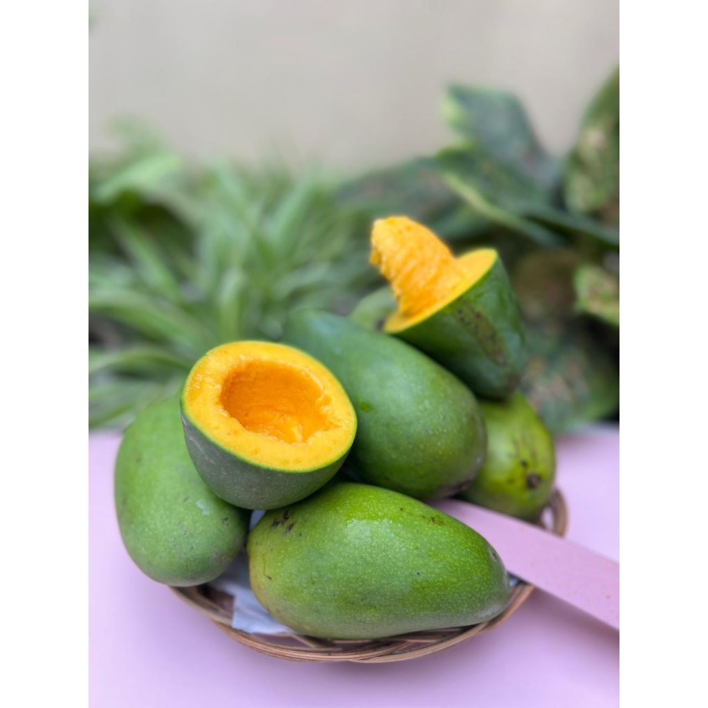 MANGGA ALPUKAT BANGIL PASURUAN