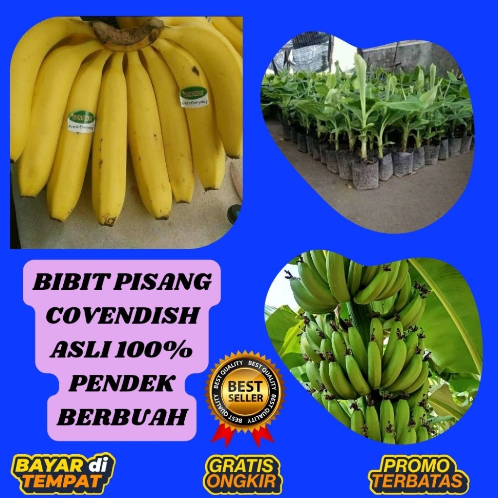 GRATIS ONGKIR !! Benih Pisang Cavendish Asli  Benih Pisang Cavendish Berbuah