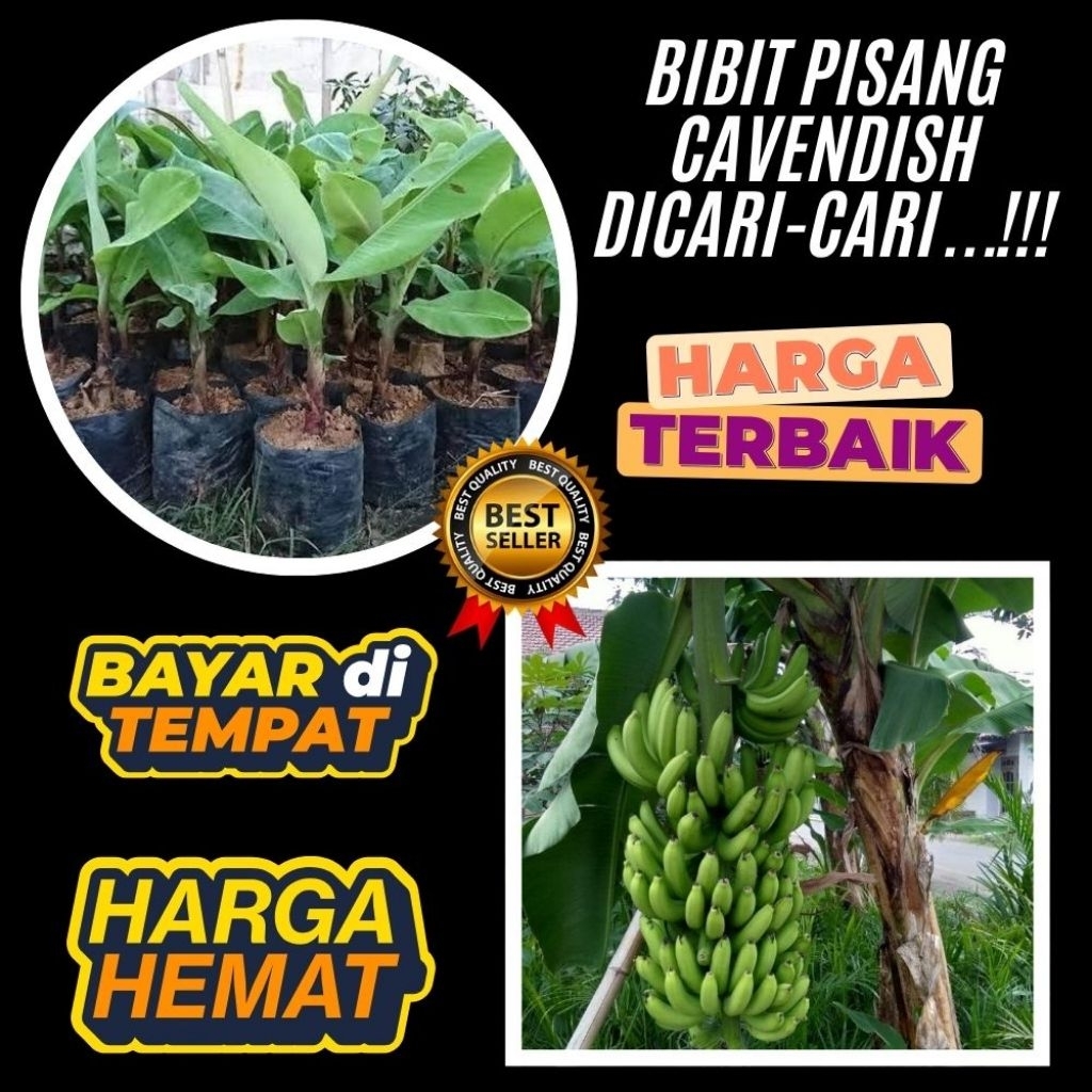 BIBIT SUPER  Benih Pisang Cavendish Di Dalam Pot Benih Pisang Cavendish Kuning Benih Pisang Cavendis